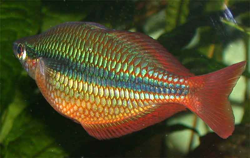 Melanotaenia trifasciata